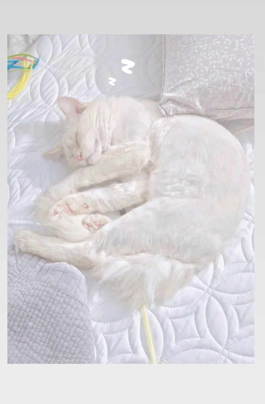 Sleeping White Cat