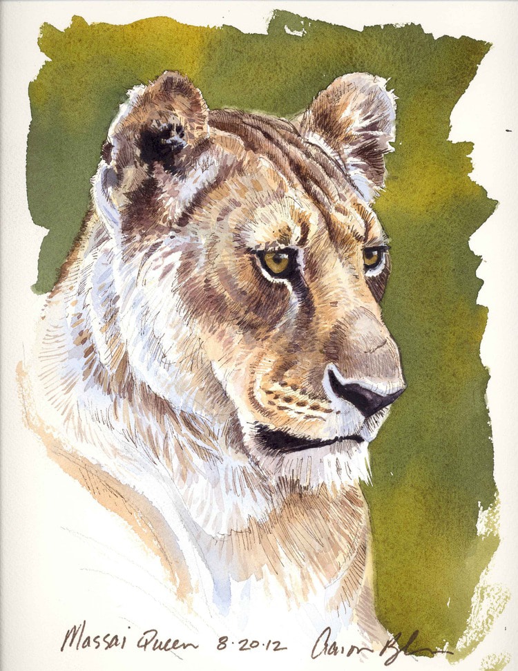 Lion Illustration