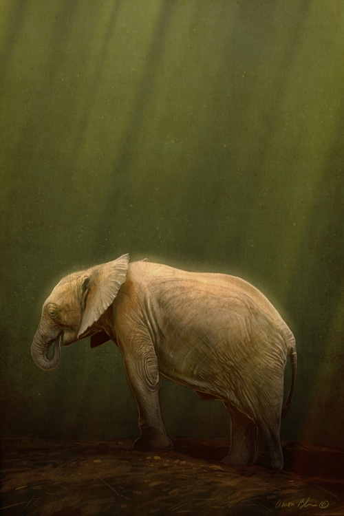 Elephant Illustration