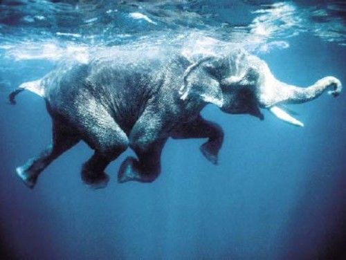 elephant swimming after a widget!